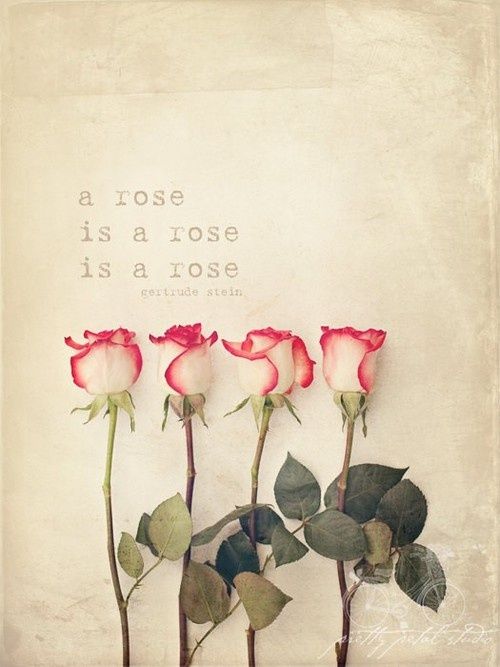 rose